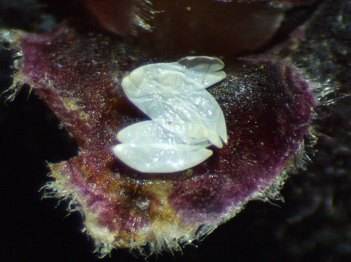 Silba adipata McAlpine : 5 empty eggs envelopes (chorions) under an ostiolar scale.
